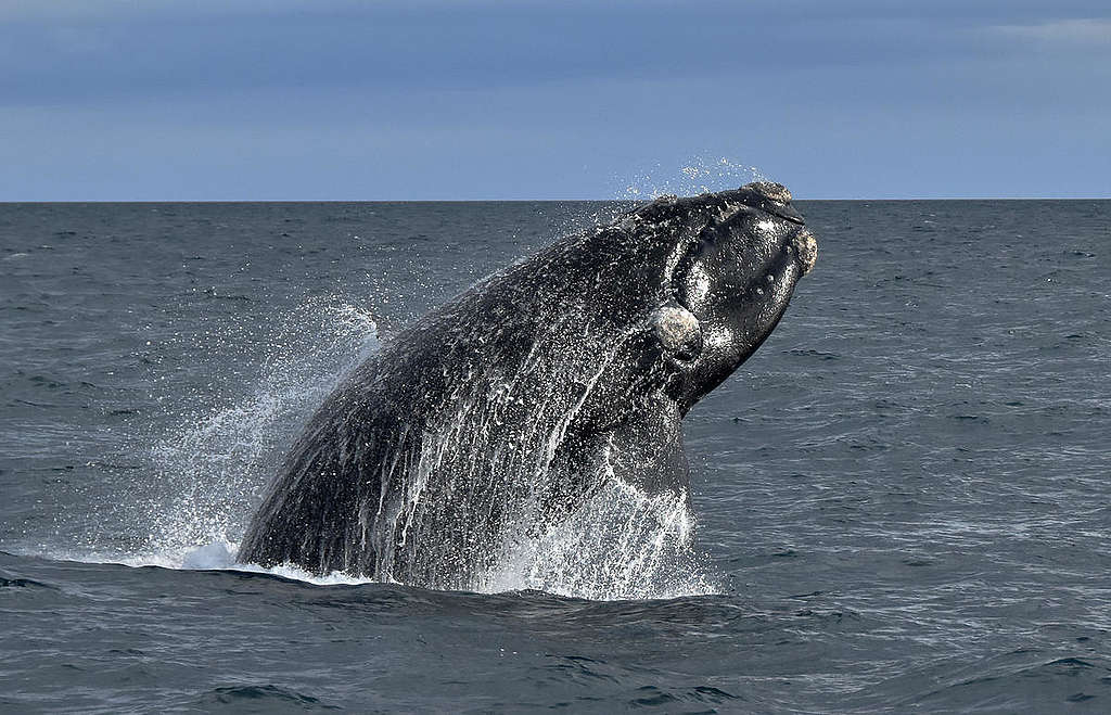 南露脊鯨溝通時會跳躍，並將魚鰭拍打於水中。
