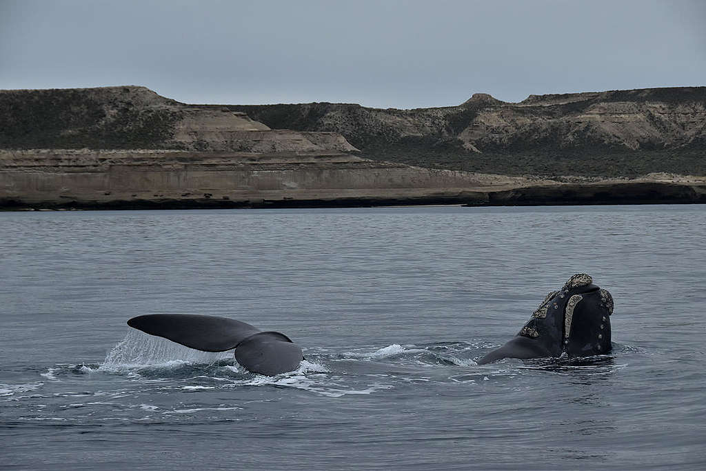 在阿根廷海面嬉戲的南露脊鯨。