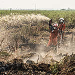 印尼森林大火：最漫長救援行動
