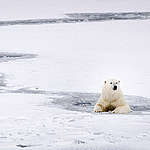 北極熊在冰水中休息