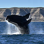 保護南露脊鯨的10個冷知識