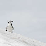Penguin in Antarctica. © Christian Åslund / Greenpeace