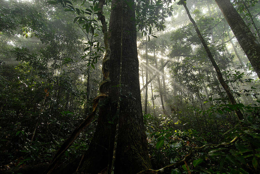 亞馬遜雨林是地球珍貴的廣闊森林之一。樹木具有儲存二氧化碳的功能，因此為減緩氣候變遷，我們也必須保護森林。