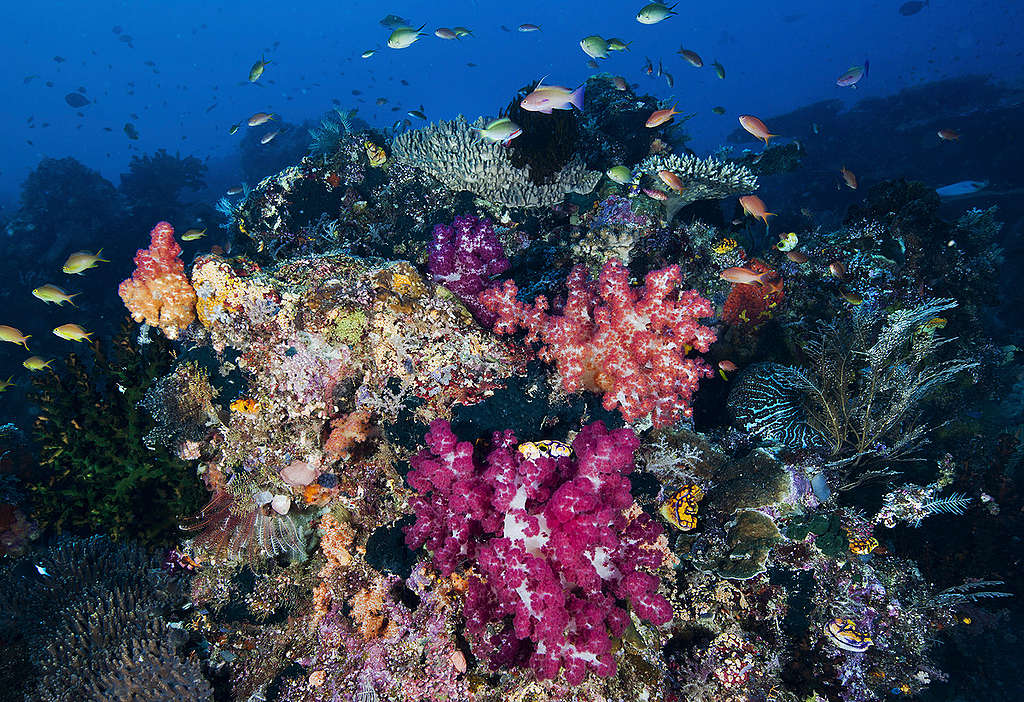 印尼巴布亞省海中絢麗的珊瑚礁。