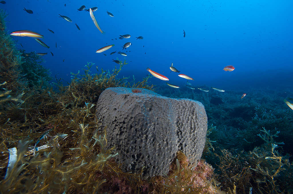 地中海裡發現的大型海綿（Sea Sponge）。