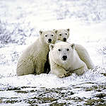 遠距離的愛最美：8個北極熊的小秘密