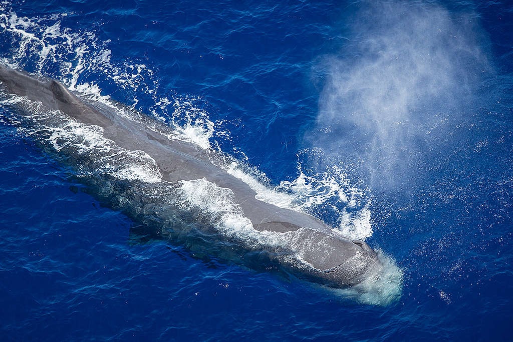 鯨魚遷徙有助於散佈浮游植物所需的養分，讓浮游植物分布到更遠的海域。