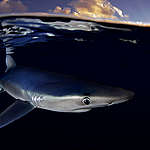 《鯊魚遇襲：過度捕撈和缺乏保護》報告