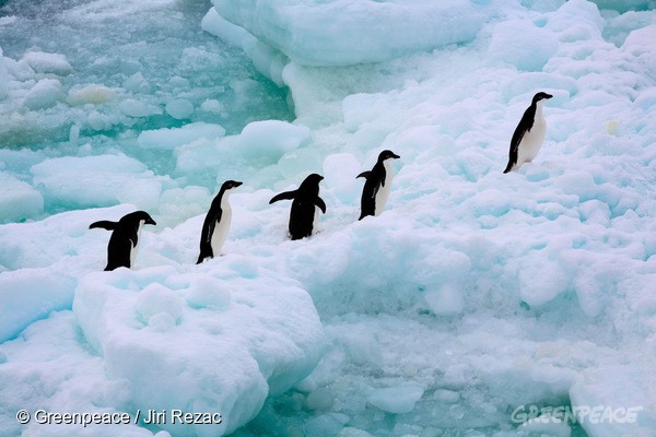 南極是許多珍貴企鵝及鳥類的棲息地，需要您我極力守護。