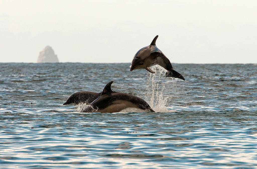 在紐西蘭海域嬉戲的海豚。