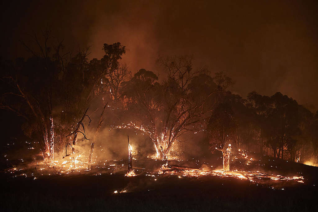 澳洲大火已延燒5個月，造成嚴重生態傷亡，而1月突如其來的大雨，因焚毀的樹木林地降低吸收水分的能力，造成另一層的災害。