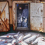 《公諸漁事：血汗海鮮如何流入市場》報告