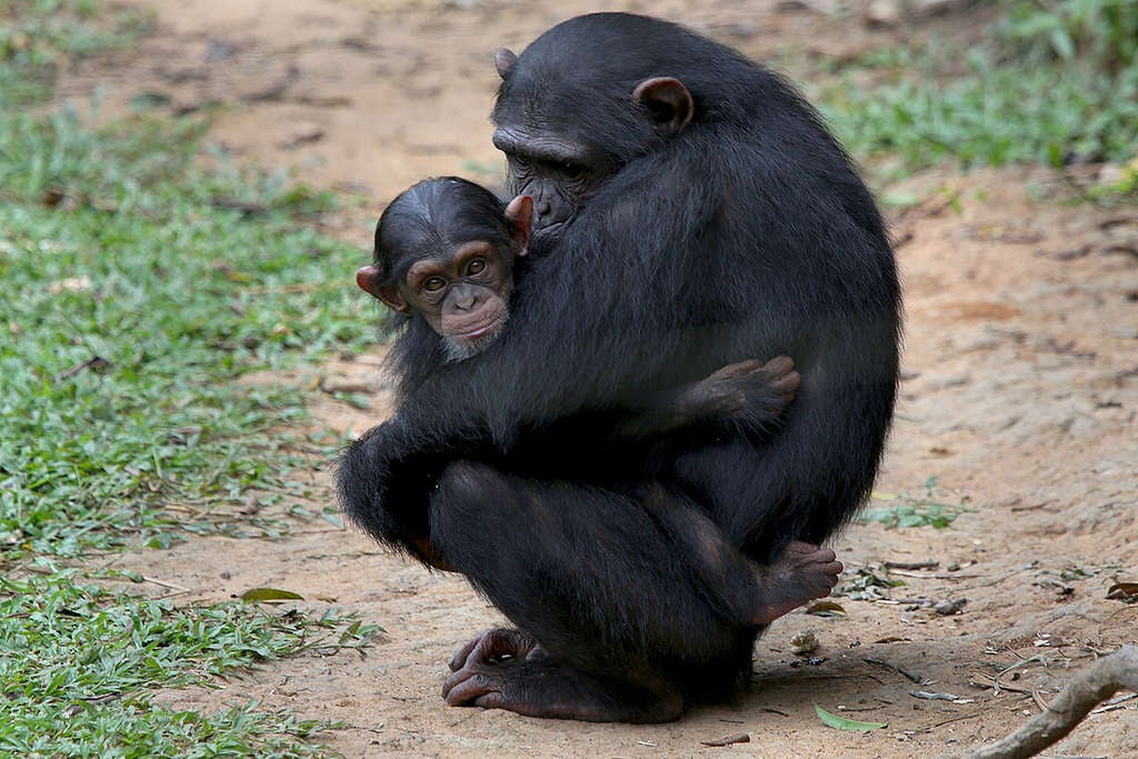 非洲森林遭受人類入侵，改為工業式農業用途，黑猩猩生態因而備受威脅。