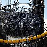 法國圍網漁船特雷維尼奧（Trevignon）在莫三比克海峽，用人工集魚器拖曳鰹魚與和黃鰭鮪魚。