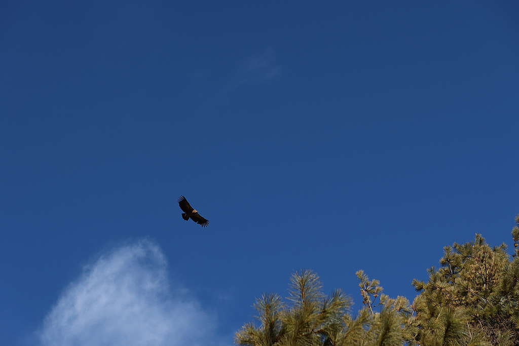 在喜馬拉雅山區可觀察鳥類生態，更常見不同種類的猛禽鷹族在藍天白雲翱翔。