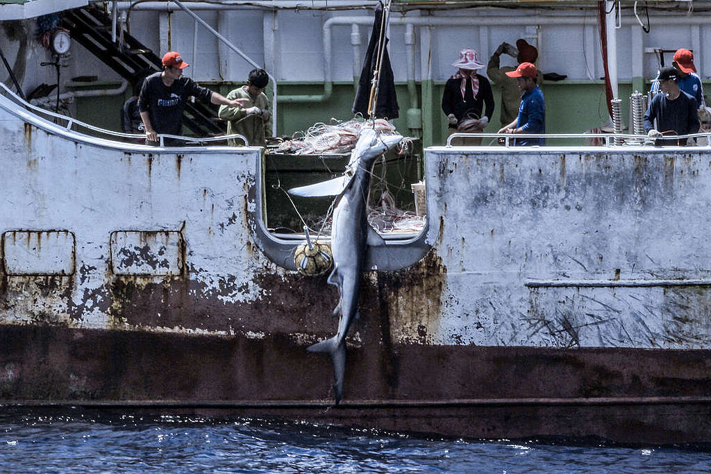 在大西洋中部，延繩釣漁船捕撈鮪魚，一條鯊魚同時被拖到船上。