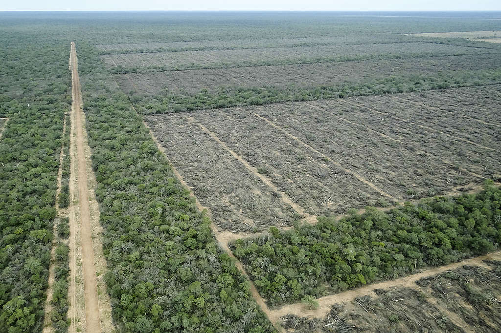 阿根廷北部Gran Chaco森林在疫情期間，仍受到非法砍伐。