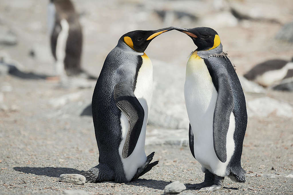 南極象島（Elephant Island）是國王企鵝的築巢區域。