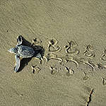 7 年來首見！印度海岸上萬隻海龜白晝產卵，與疫情封城有關？