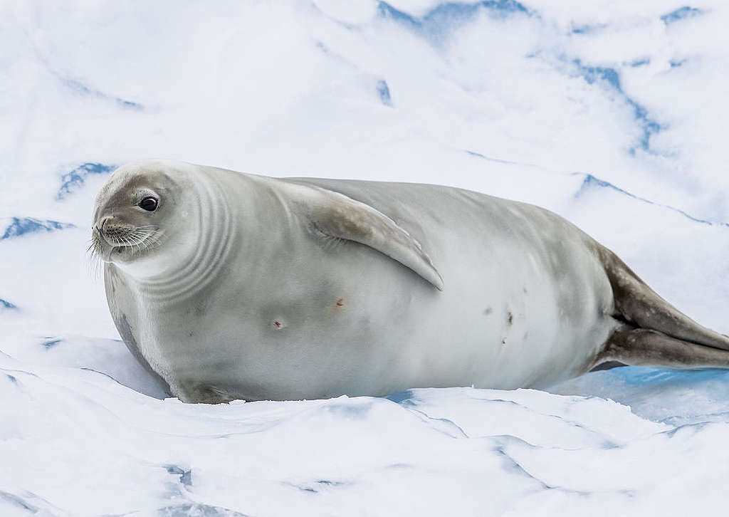 在南極天堂灣的晨曦中，食蟹海豹（crabeater seal）在冰上悠閒休息。