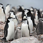【世界企鵝日】企鵝點點名，在南極消失的蹤影