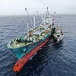 認識豐群水產-臺灣遠洋漁業霸主恐涉及強迫勞動/非法漁業
