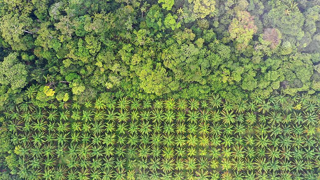 東南亞的雨林被開發為棕櫚種植園。新冠肺炎疫情影響下，非法破壞森林情況恐因少了有效監察進一步惡化。