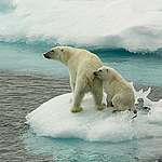 斯瓦爾巴特群島上的北極熊媽媽和她的孩子。