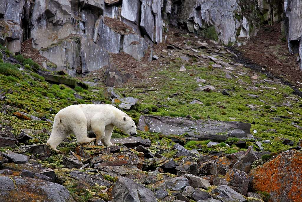 沒有了海冰，新島嶼會否成為北極熊的新居？