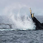 【世界海洋日】海洋新希望，座頭鯨強勢回歸