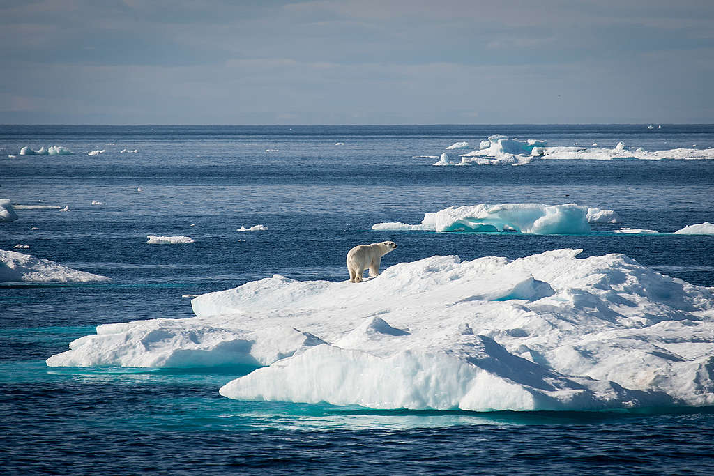 北極熊是極地的霸主，卻因生態與氣候的失衡，而面臨生存危機。