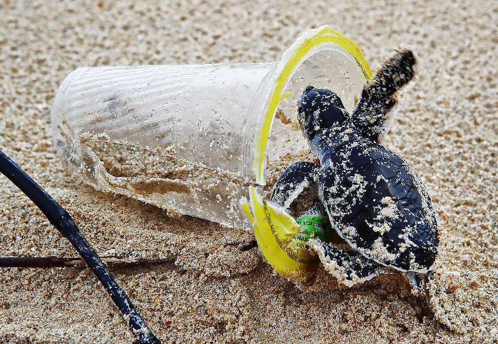 塑膠垃圾流入自然環境，影響生態的健康與安全。圖為印尼蘇門答臘海灘上的綠蠵龜寶寶，正在逐步爬入廢棄塑膠杯。
