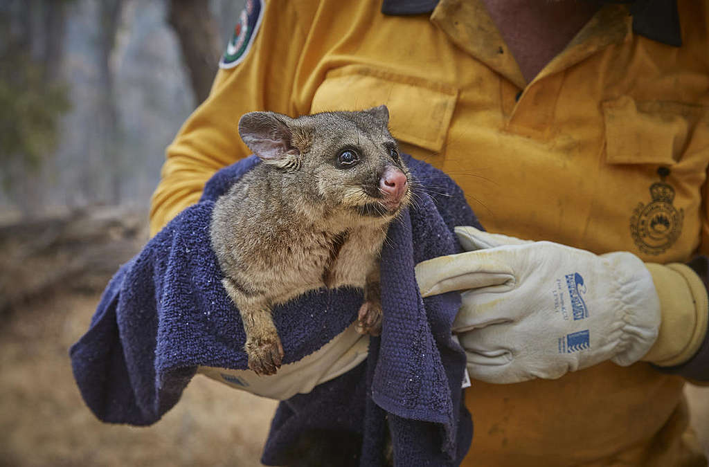澳洲叢林大火中被消防志工拯救的袋貂 