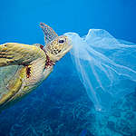 海龜將塑膠袋當作食物誤食