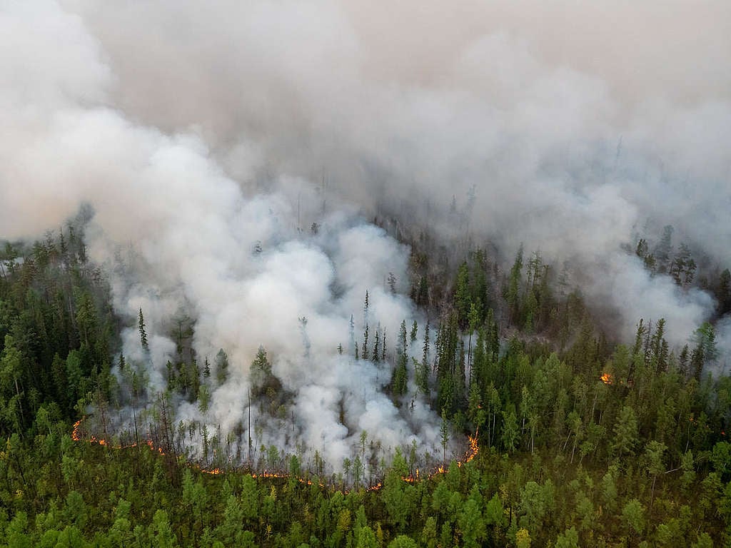 2019年8月，西伯利亞針葉林發生大火，綠色和平調查人員前往紀錄災況，當時已燃燒130萬公頃林地，相當於1/3個臺灣。