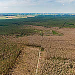 德國森林乾旱造成25萬寶貴林地消失