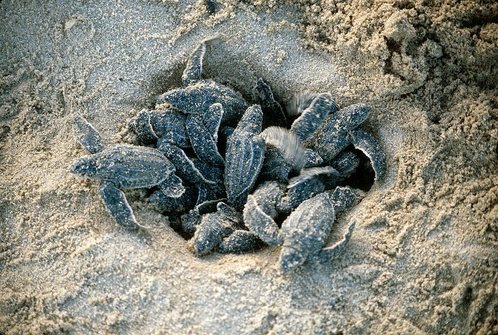 剛出生的小海龜，性別是由自然環境溫度所決定的