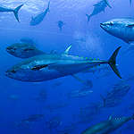 【世界海洋日】鮪魚季期間，反思投資永續漁業