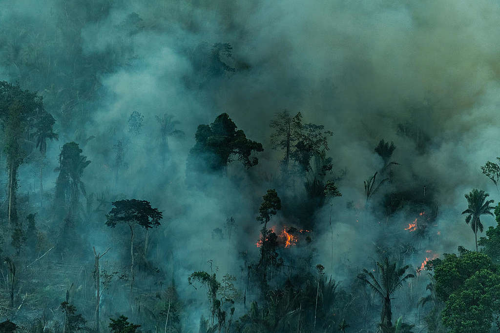2019年巴西帕拉省亞馬遜雨林發生大火，綠色和平調查團隊親赴現場紀錄災況。