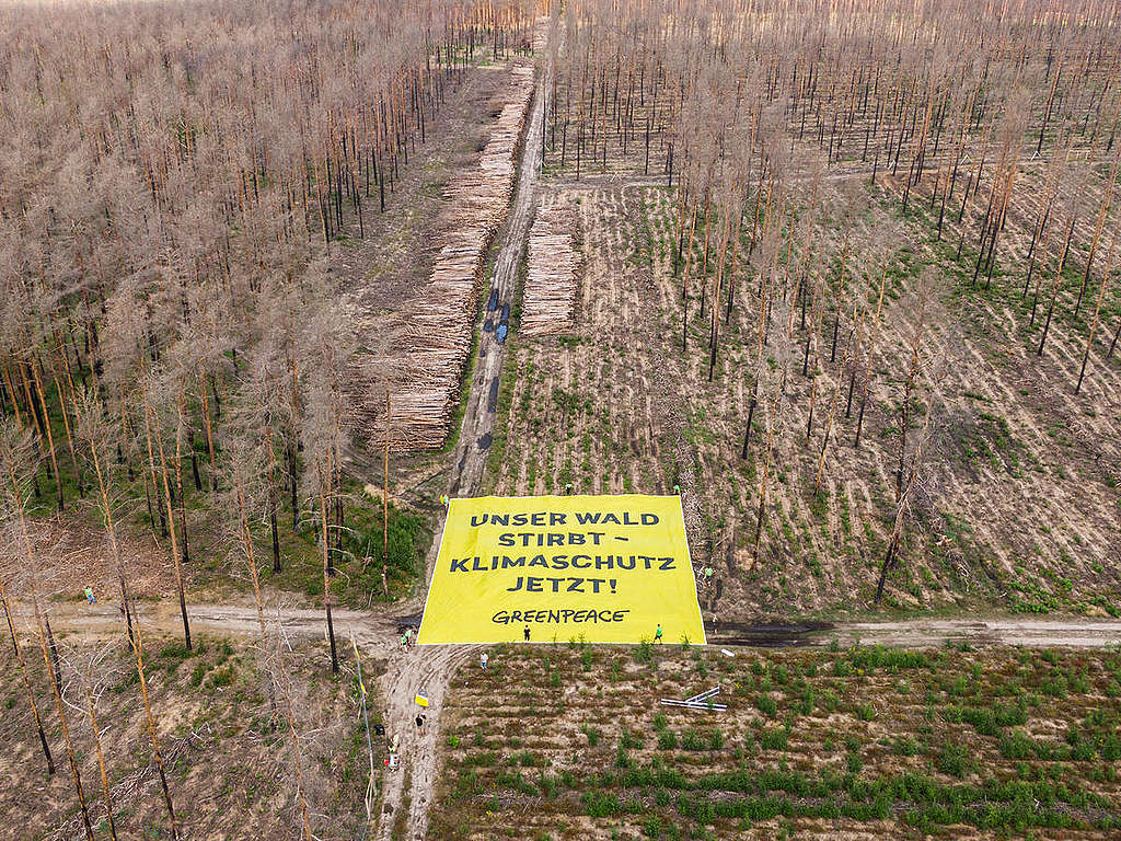 綠色和平德國辦公室於6月17日，在長年因乾旱引發森林大火的災區展開行動，標語上寫著「我們的森林正在死去，立即為氣候採取行動！」