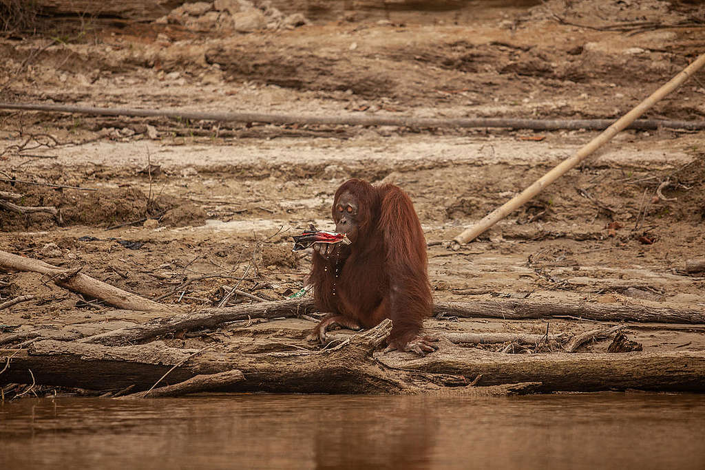 印尼中部加里曼丹，從森林大火中倖存的紅毛猩猩。