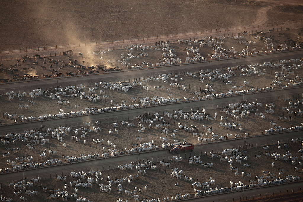 位於亞馬遜的牧牛場，畜牧業是造成毀林大火的主因之一。