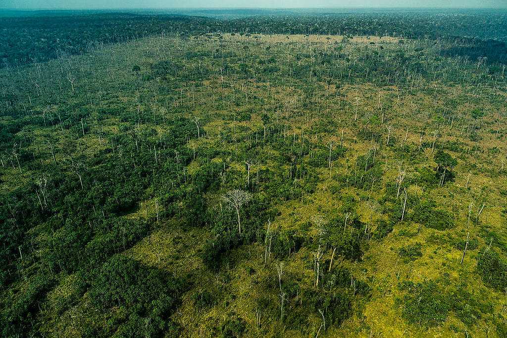 非法採礦、盜伐、焚燒森林，成為亞馬遜雨林逐漸消失的主因。此圖為2019年9月綠色和平調查人員於現場空拍所留下的紀錄。