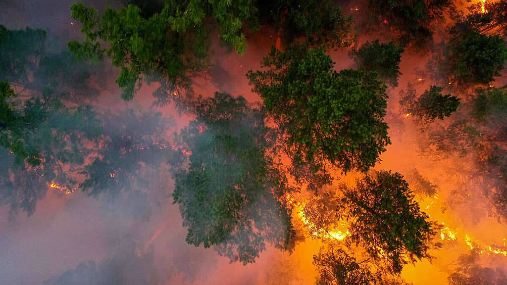綠色和平發起公眾連署，與大眾一起要求政府撲滅火勢、增加保護森林的預算，積極減緩氣候變遷風險。