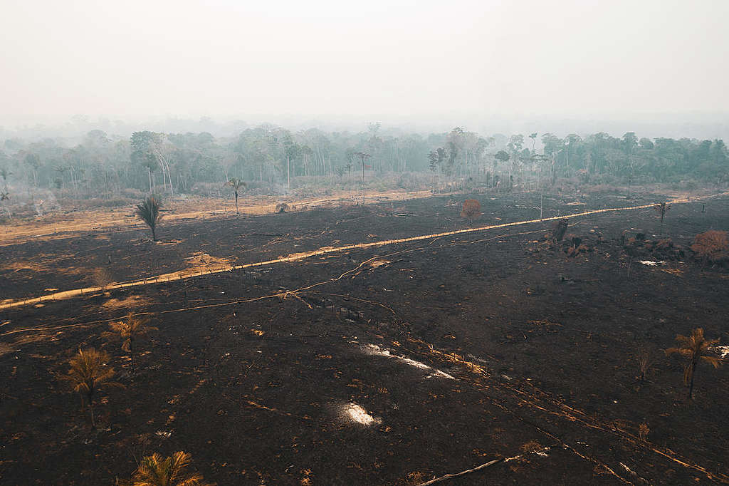 亞馬遜森林被焚燒後，成為一片焦土。