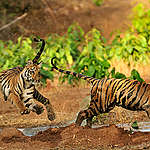 印度塔多巴保護區的老虎。
