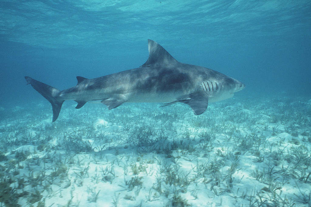 俗稱公牛鯊的低鰭真鯊，經常出沒於溫暖及沿岸淺水及河流區域，牠們經常是造成近岸攻擊人類事件的元兇