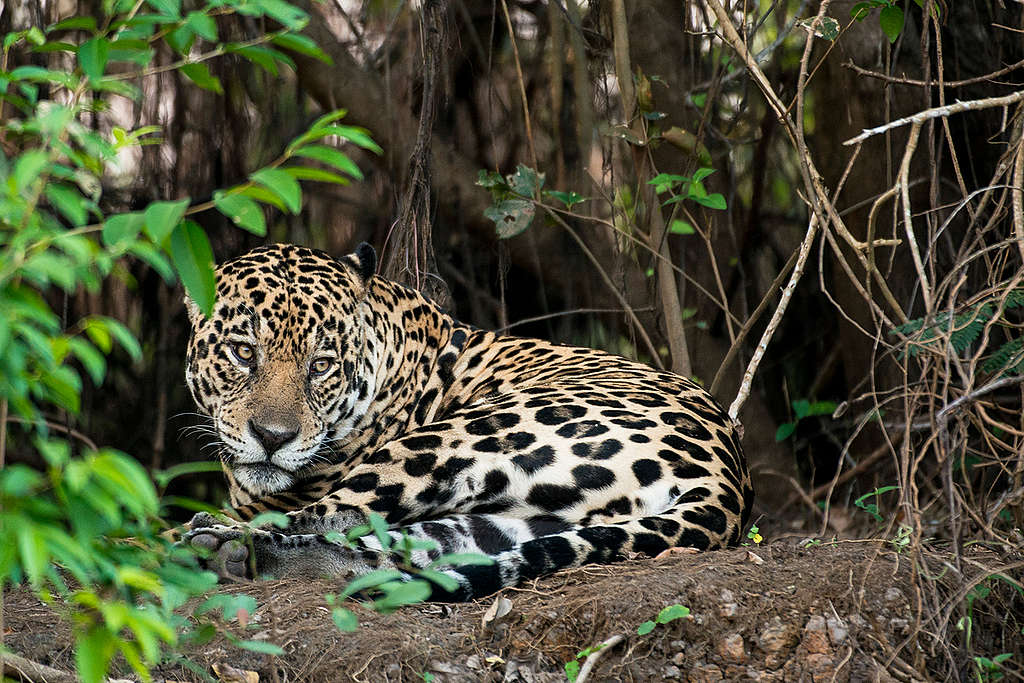 在巴西亞馬遜有美洲豹的蹤影。