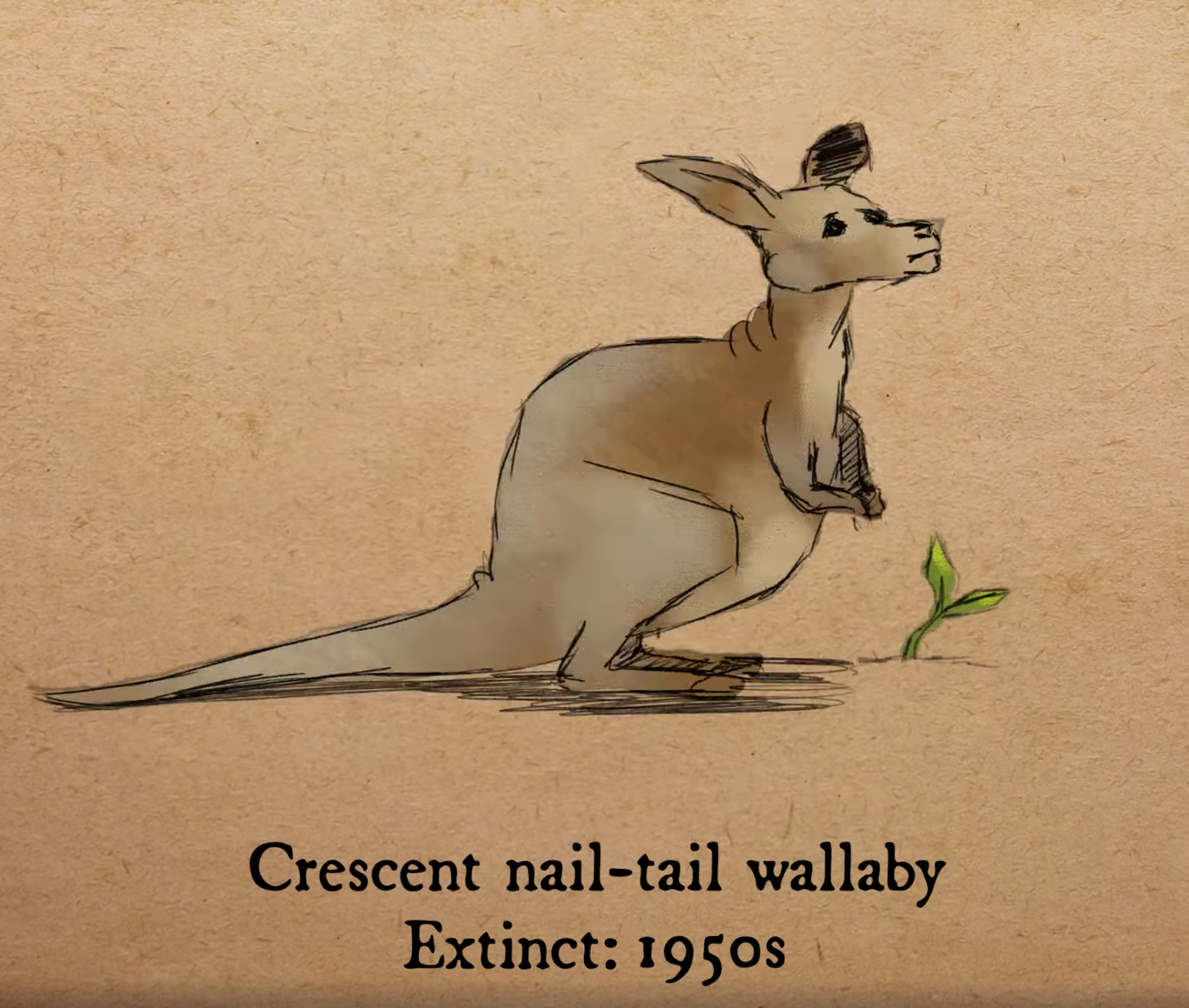 新月甲尾袋鼠（Crescent nail-tail wallaby）
