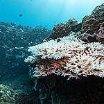 珊瑚是植物還是動物？珊瑚白化的原因、影響及解決辦法是？